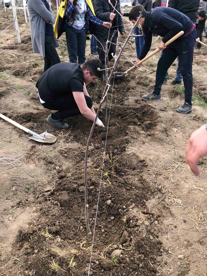 Խնձորի այգի