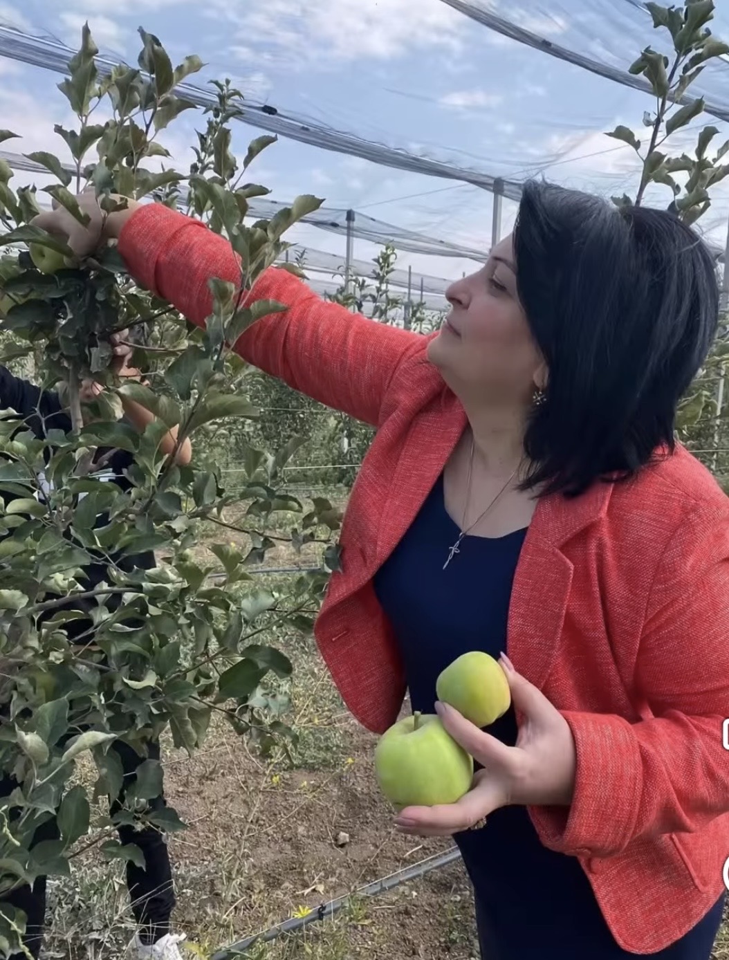 Խնձորի այգի