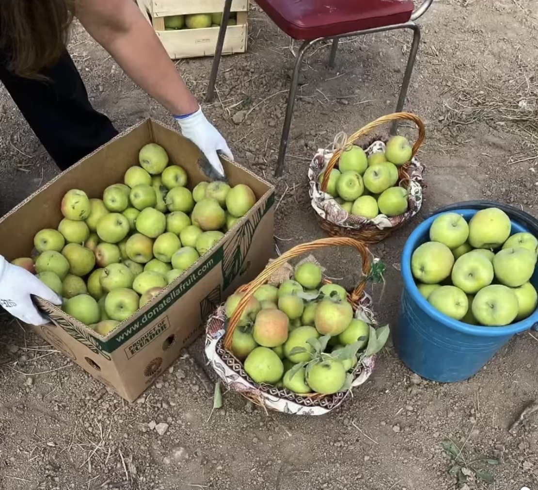 Խնձորի այգի