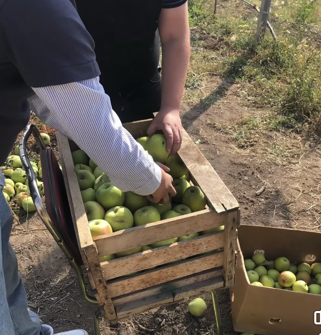 Խնձորի այգի