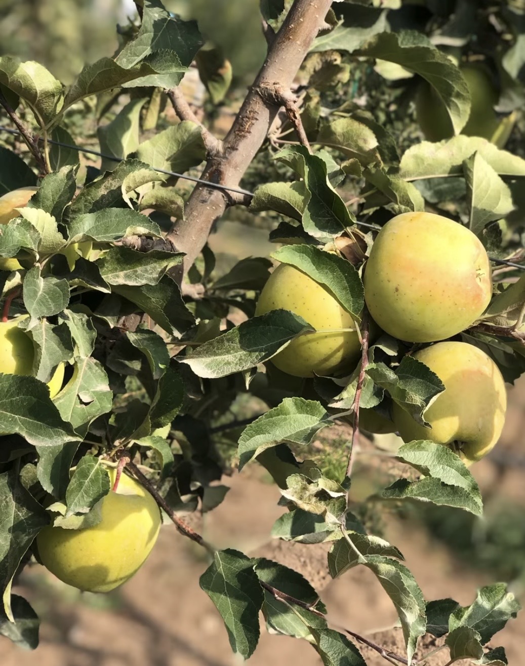 Խնձորի այգի