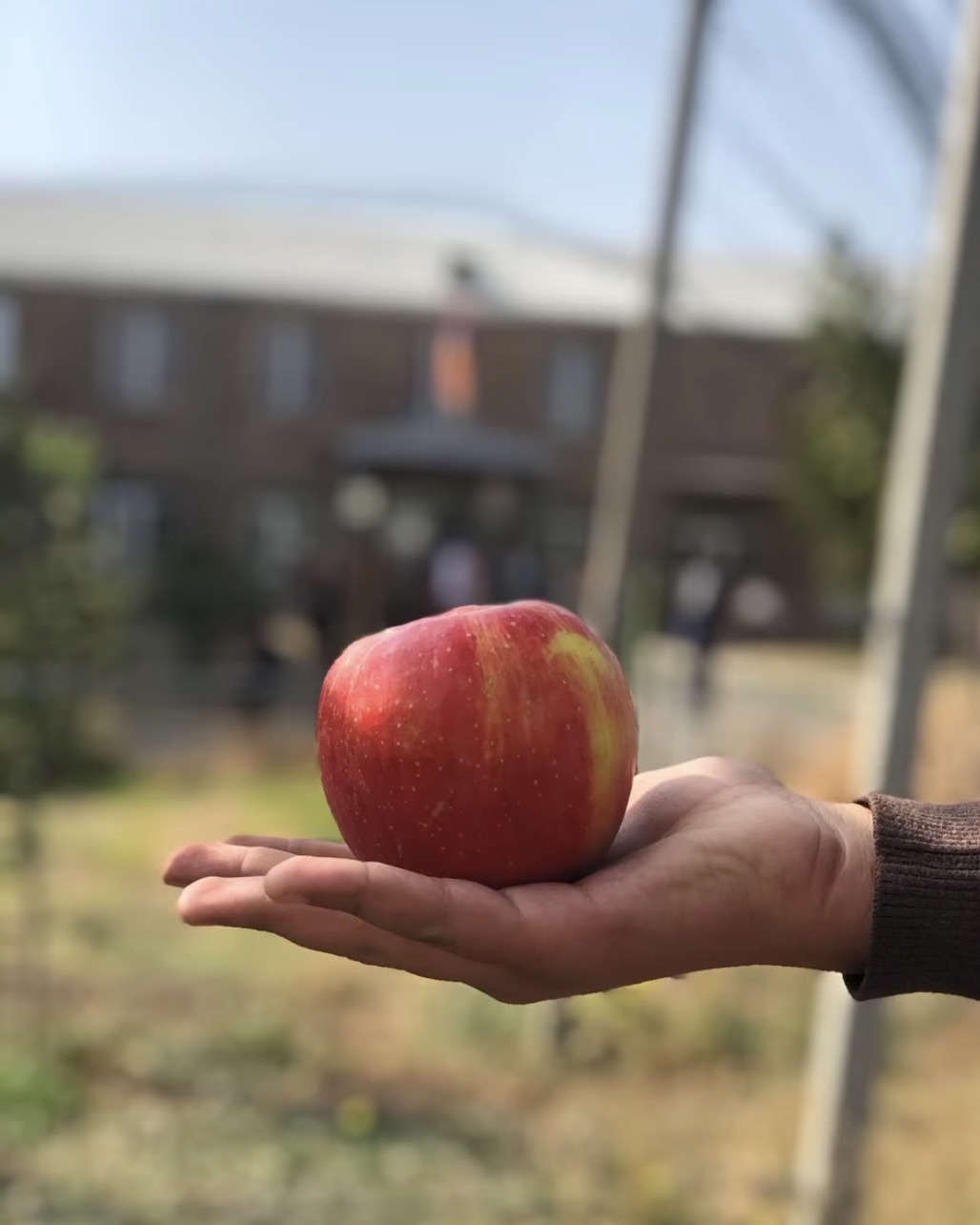 Խնձորի այգի